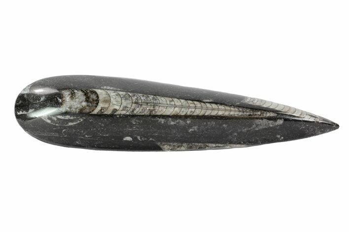Polished Orthoceras (Cephalopod) - Long #77591